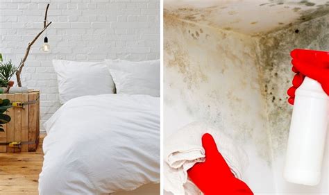 How To Get Rid Of Black Mould On Bedroom Walls Four Remedies To