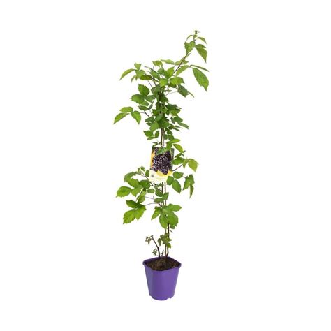 Jeżyna bezkolcowa Loch Ness Sadzonka, Polski Producent, Plumeria.pl