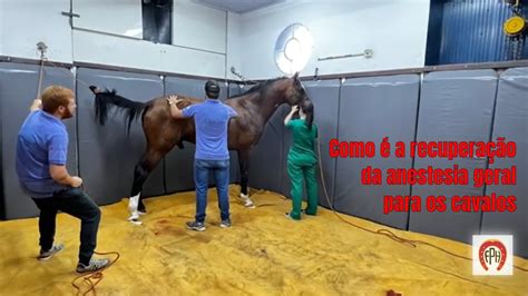 Quanto Tempo Demora Para Um Cavalo Se Recuperar De Uma Anestesia Youtube