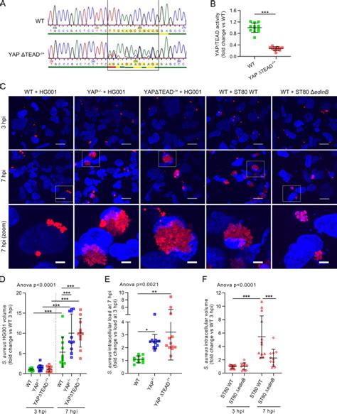 YAP Promotes Cell Autonomous Immune Responses To Tackle Intracellular