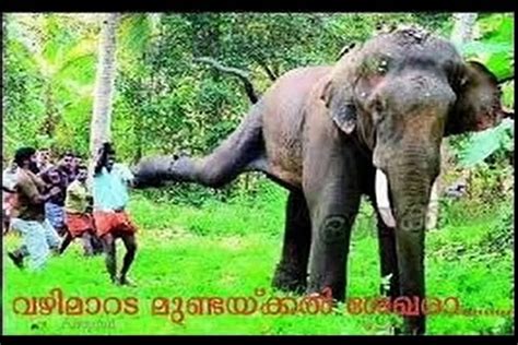 Elephant Attack In Kerala