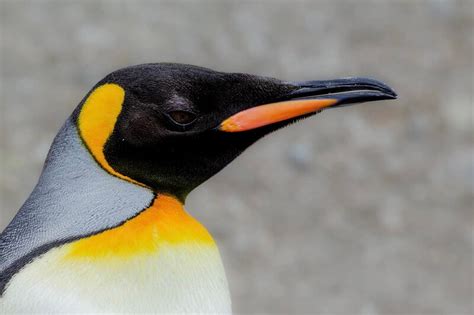 9 Awesome King Penguin Facts - MarinePatch