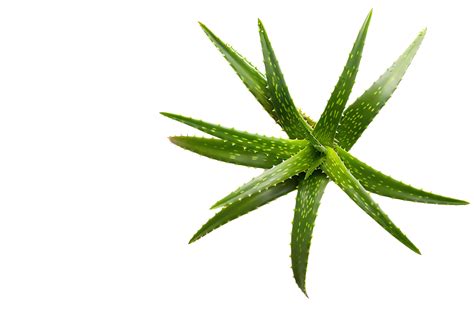 Aloe Vera On Transparent Background 45160990 Png