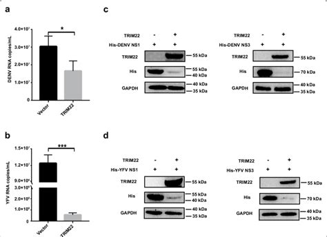 Trim22 Inhibits Denv And Yfv Infection In Vitro A B A549 Cells Were