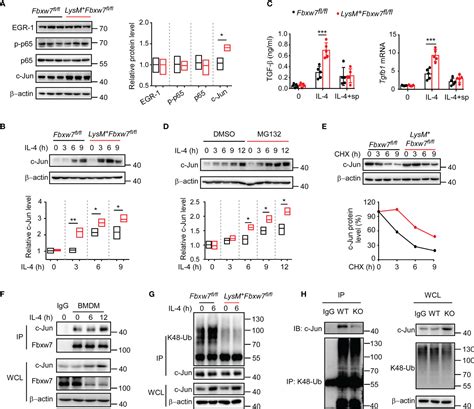 Frontiers Myeloid Fbxw Prevents Pulmonary Fibrosis By Suppressing