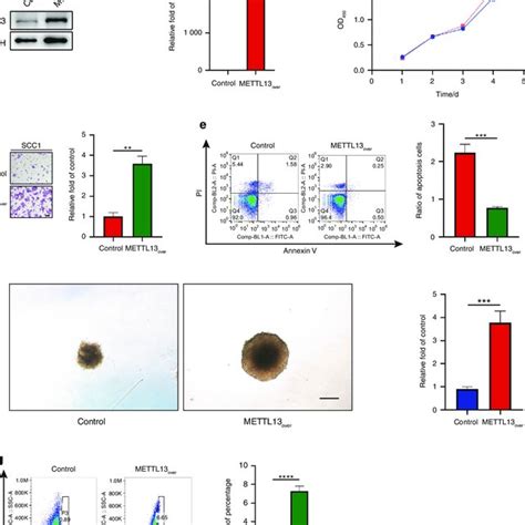 Overexpression Of Mettl13 Promotes Hnscc Cell Malignant Phenotype A B Download Scientific