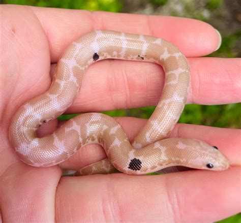 Paradox Snow Kenyan Sand Boa By Snk Kreatures Morphmarket