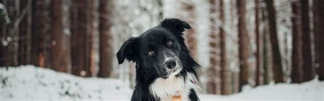 dogs | 7 best free dog, animal, canine and mammal photos on Unsplash