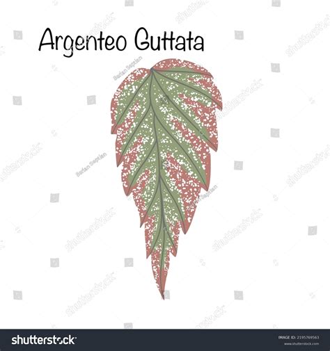 Begonia Plant Vector File Along Types Stock Vector (Royalty Free