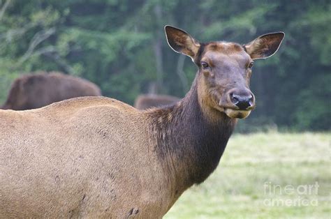 Female Roosevelt Elk Photograph By Sean Griffin