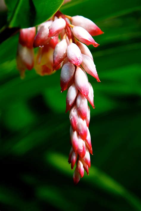 Flor De Colonia Propiedades Medicinales Y Usos TeleFlor