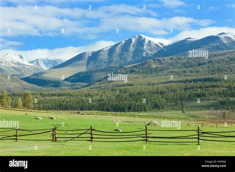 Alpine Meadow In The High Mountains In Summer Stock Photo Alamy