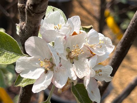 Heirloom Apples — Roots to Fruits Nursery