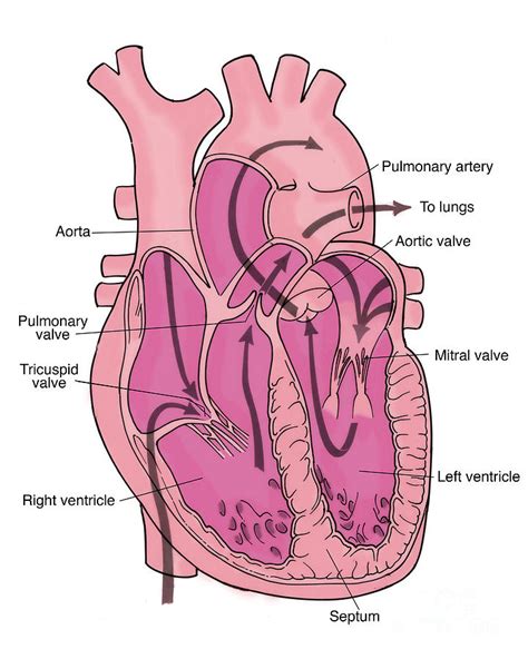 Illustration Of Coronary Circulation 5 Photograph By Science Source