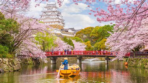 Cherry Blossom Season In Japan Wyandottedaily