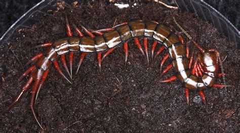 Scolopendra Subspinipes Subspinipes Hawaiian Variant Pets Hawaiian