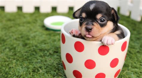 Milly The Worlds Smallest Dog Weighs A Single Pound