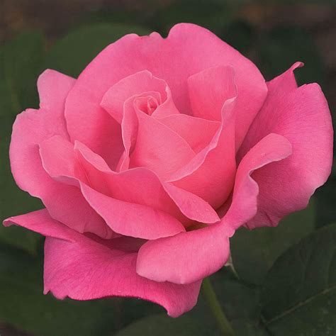 Perfume Delight Hybrid Tea Rose Save Up To Breck S