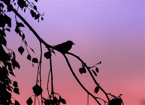 Kostenlose Foto Ast Silhouette Vogel Sonne Sonnenuntergang Blume