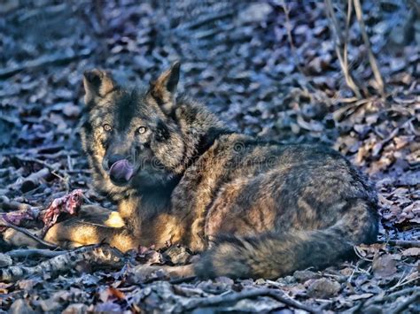 El Lobo Ib Rico Signatus Del Lupus De Canis Miente En La Presa Foto