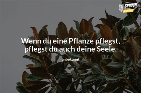 10 Inspirierende Pflanzen Sprüche Die Dein Leben Grüner Machen