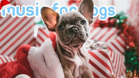 Happy Christmas Music For Dogs Relaxing Christmas Wrapping And Away In A