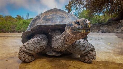 Galapagos Islands Cruise Vacations | Celebrity Cruises