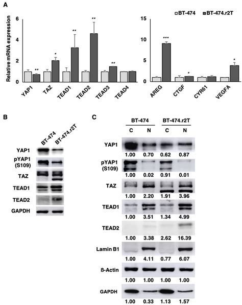 Tead And Tead Are Highly Expressed In Trastuzumab Resistant