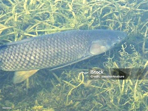 Triploid Grass Carp Swimming In A Florida Lake Stock Photo Download