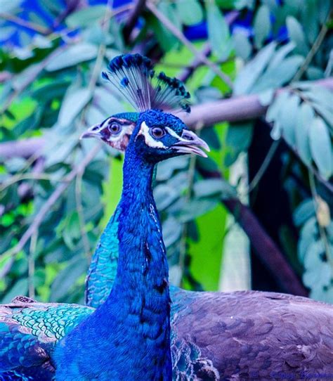 Pavo Real Comun Machopavo Cristatus Indian Peafowl Male O Blue