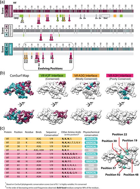 Structural Perspectives On HIV1 Vif And APOBEC3 Restriction Factor