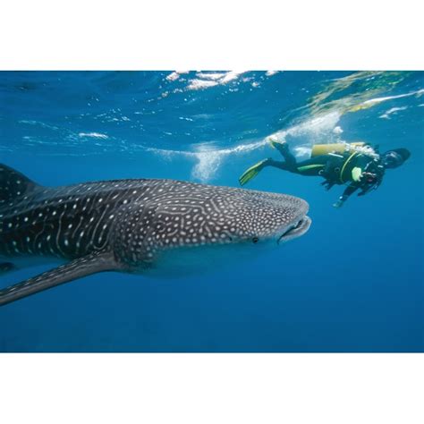 Highland Dunes Whale Shark And Underwater Photographer Wayfair