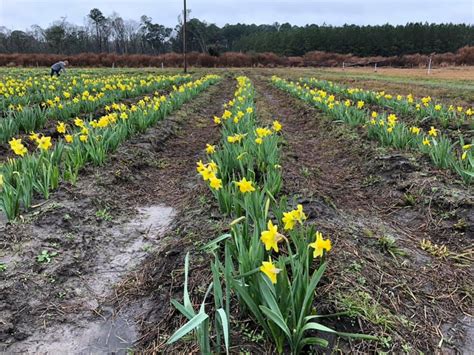 Pick some sunshine: U Pick Daffodil farm open for season | Explore ...