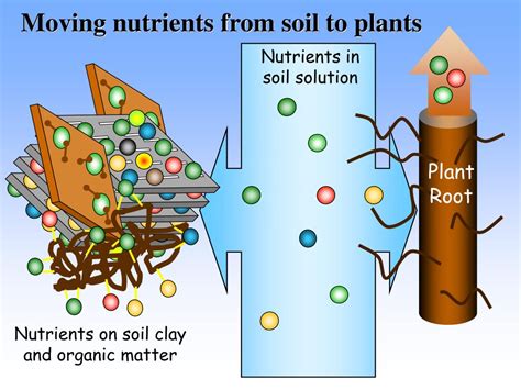 Ppt How Soils Supply Plant Nutrients An Introduction To Soil