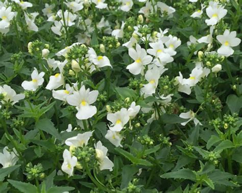 Nemesia Vinland Valley Nursery