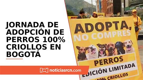 Así Fue La Jornada De Adopción De Perros 100 Criollos En Bogotá ‘adopta No Compres’ Youtube