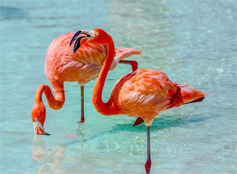 Fenicotteri Rosa Di Muravera Un Affascinante Spettacolo Naturale