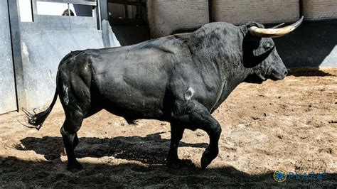 Orden de lidia de los toros de El Vellosino Lagunajanda y Martín Lorca