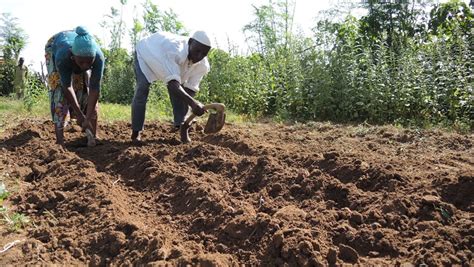 How to make a fertile soil for onions | Access Agriculture