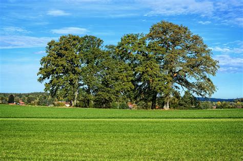 Grove Of Trees Trees Group Meadow Nature Free Image From Needpix