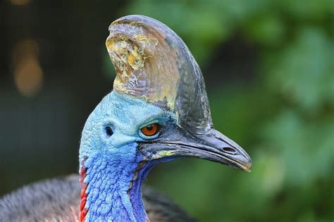 60+ Free Cassowary & Bird Images - Pixabay