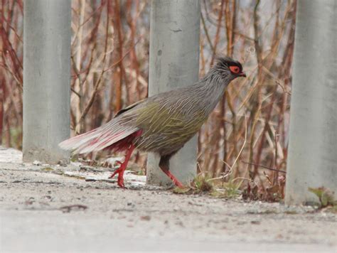 Blood Pheasant Mengbishan Sichuan Province China Flickr