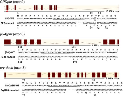 Crisprcas9 Induced Mutagenesis Of Cpdphr 6 4phr And Cry Dash Genes