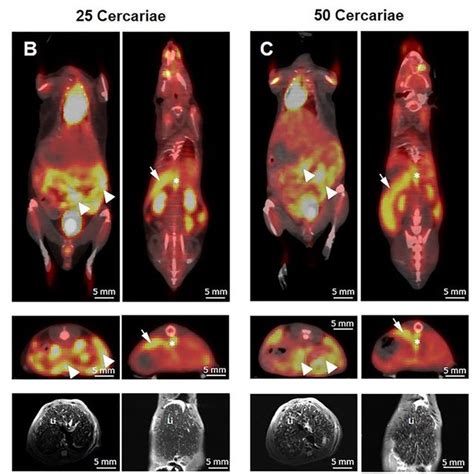 Localization Of Schistosoma Mansoni Venom Allergen Like Protein Smval