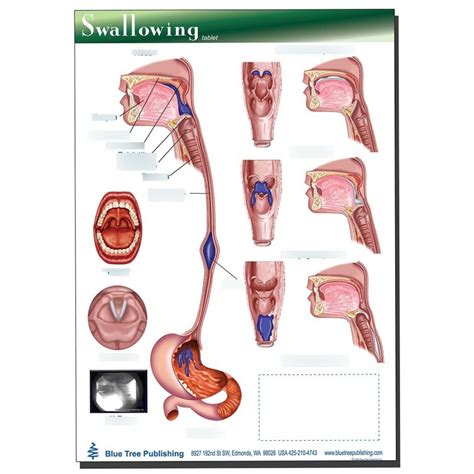 Swallowing Anatomy Diagram Diagram Quizlet