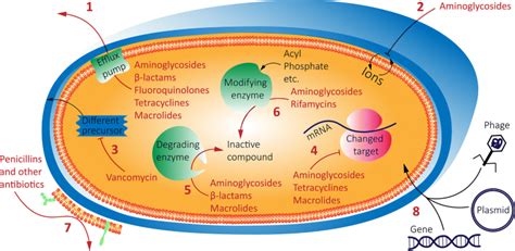 Comprehensive Review Of Antimicrobial Activities Of Plant Flavonoids