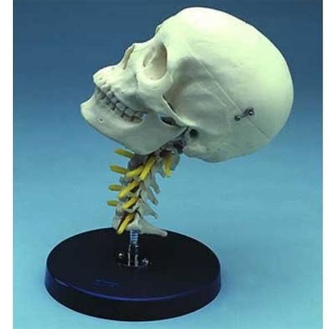 Modello Anatomico Di Cranio ZJY 405 C Educational Scientific