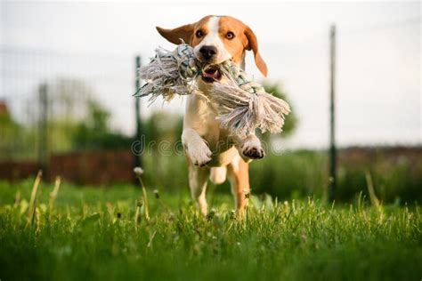 Dog Run Beagle Fun Stock Photo Image Of Activity Healthy 115531768