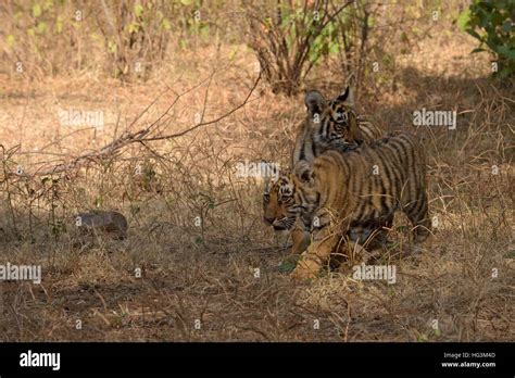 Wild Indian Tiger cubs, twins, in the dry forests of Ranthambore ...