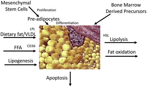 Sex Differences In Adipose Tissue Function Pmc